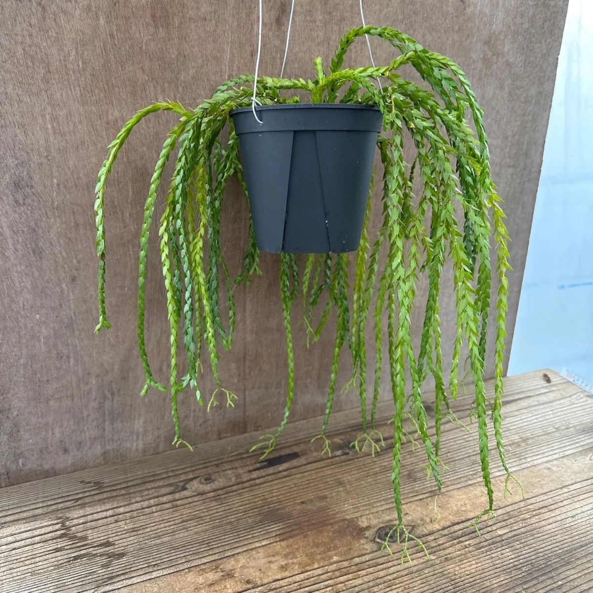 フペルジア スワンテール Phlegmariurus 現品 5号 フレグマリウス 観葉