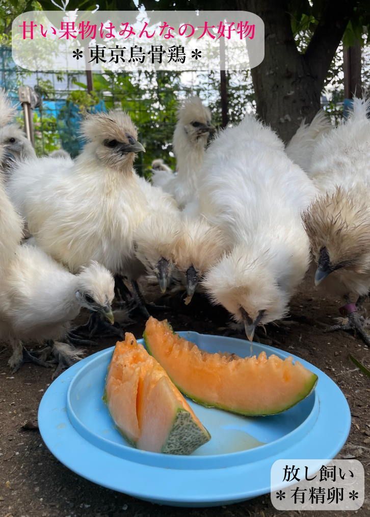 烏骨鶏のたまご 30個 - その他