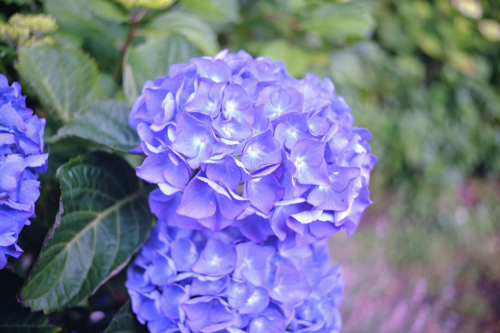 25mm F1.8