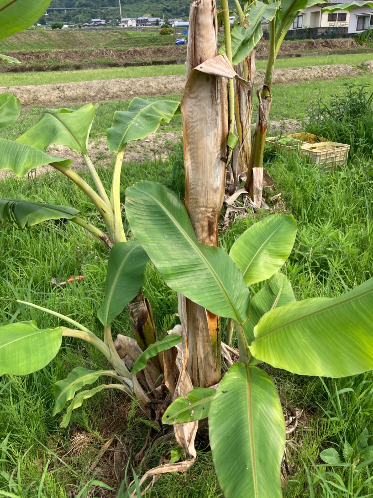 耐寒性◎】アイスクリームバナナ苗 80cm 愛媛県産 - メルカリ