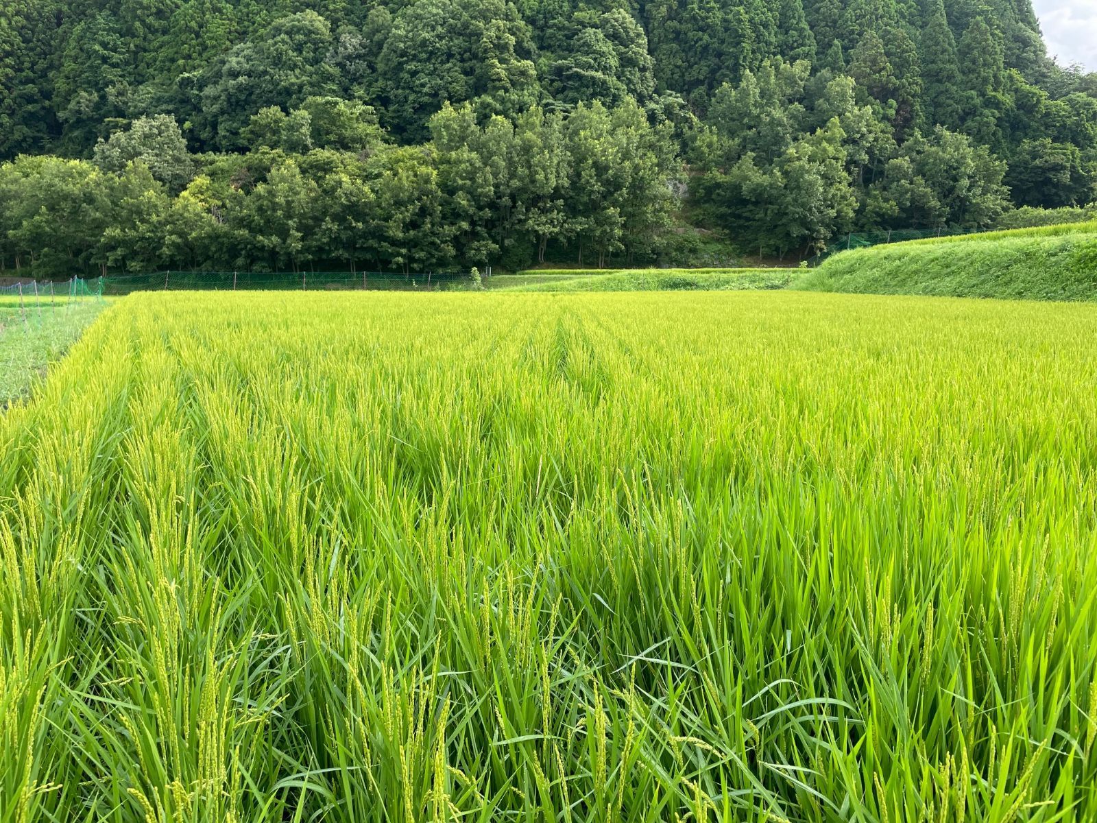 【令和４年産/無農薬栽培】大阪のてっぺんキヌヒカリ　玄米24kg　大阪府能勢産