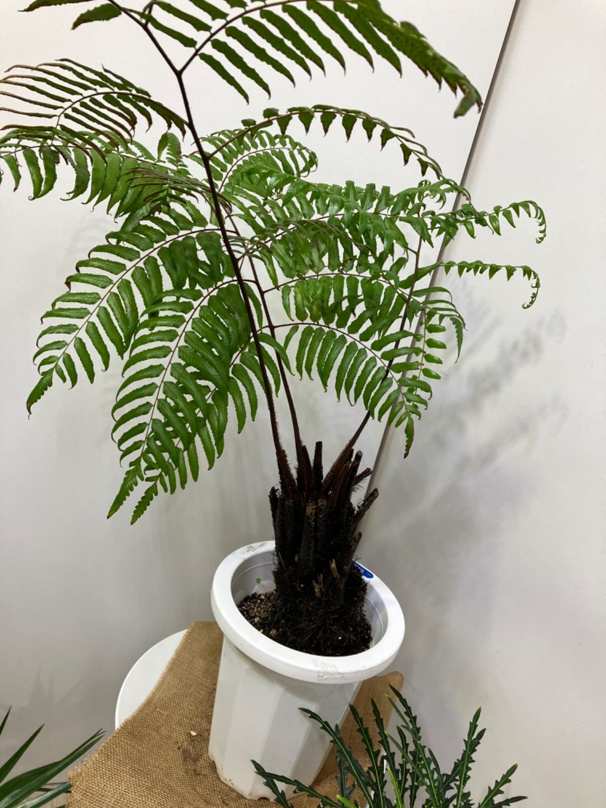 ヘゴの木＊観葉植物インテリアグリーン＊シダ