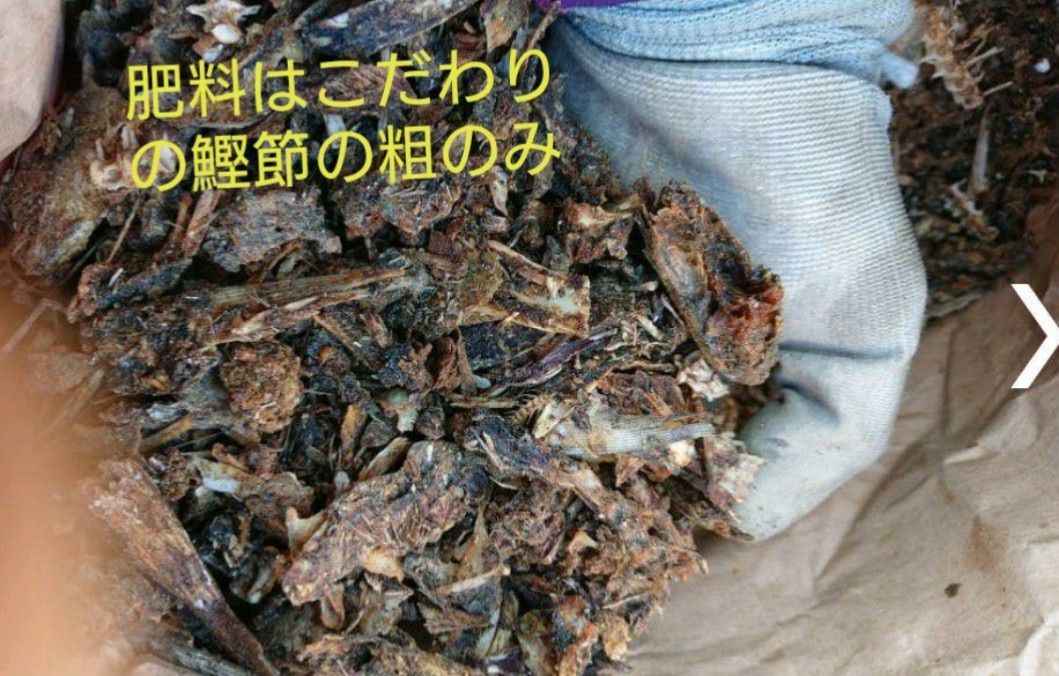 みかん