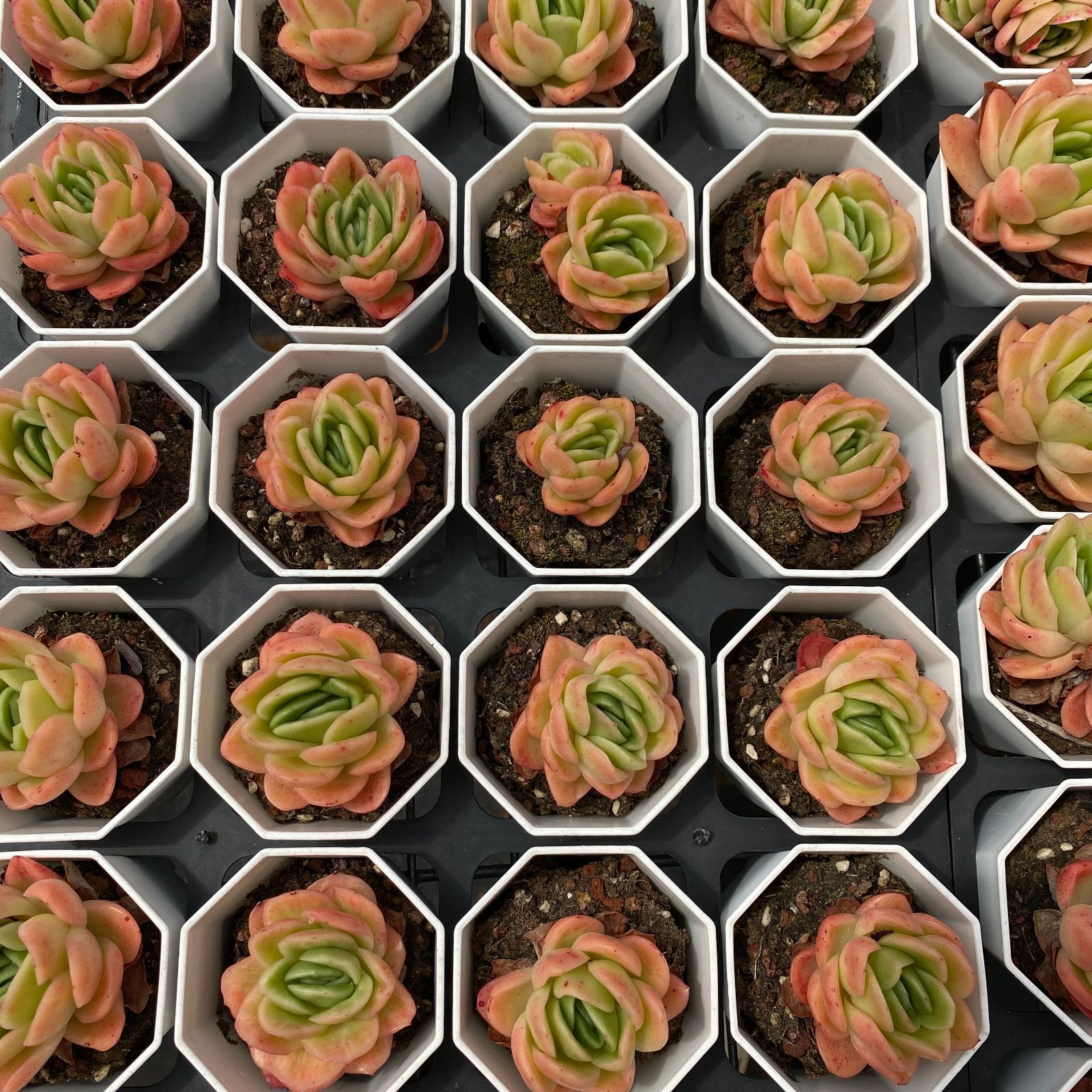 LB1339×50 ヒョウバラ