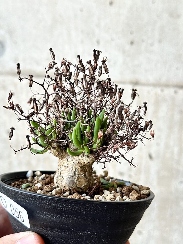 【現品限り】チレコドン・レティキュラータス 万物想 鉢直径10.5cm【O56】 Tylecodon reticulatus【植物】塊根植物 夏型 コーデックス