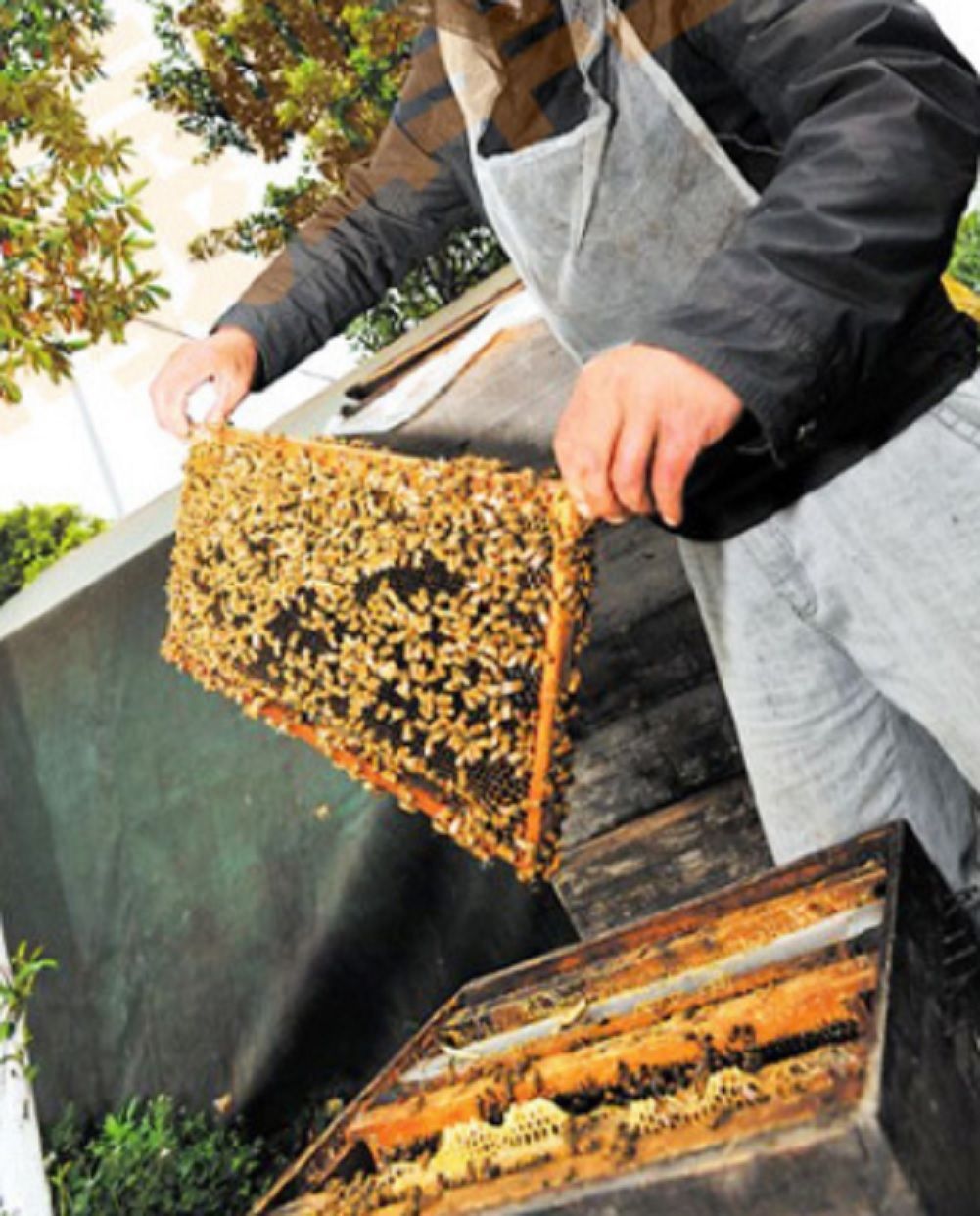 蜜蜂ミツバチ用飼育シート巣礎西洋セイヨウ養蜂ハニカム巣蜜蝋採蜜30枚