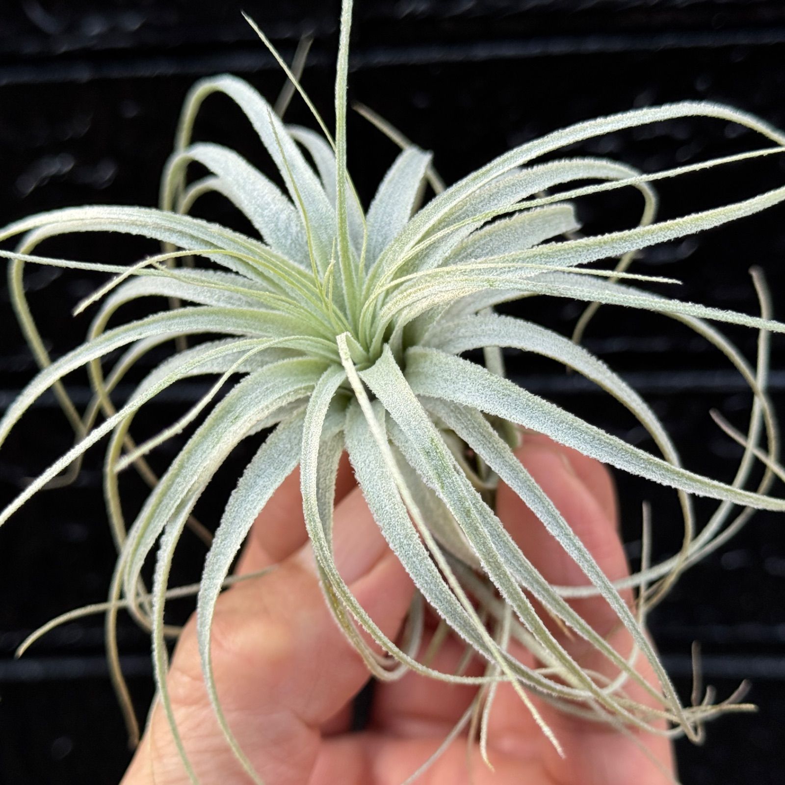 チランジア チャペウエンシス チュリフォルミス Tillandsia chapeuensis var.  turriformis＊エアプランツ＠フラワーショップ江口 - メルカリ