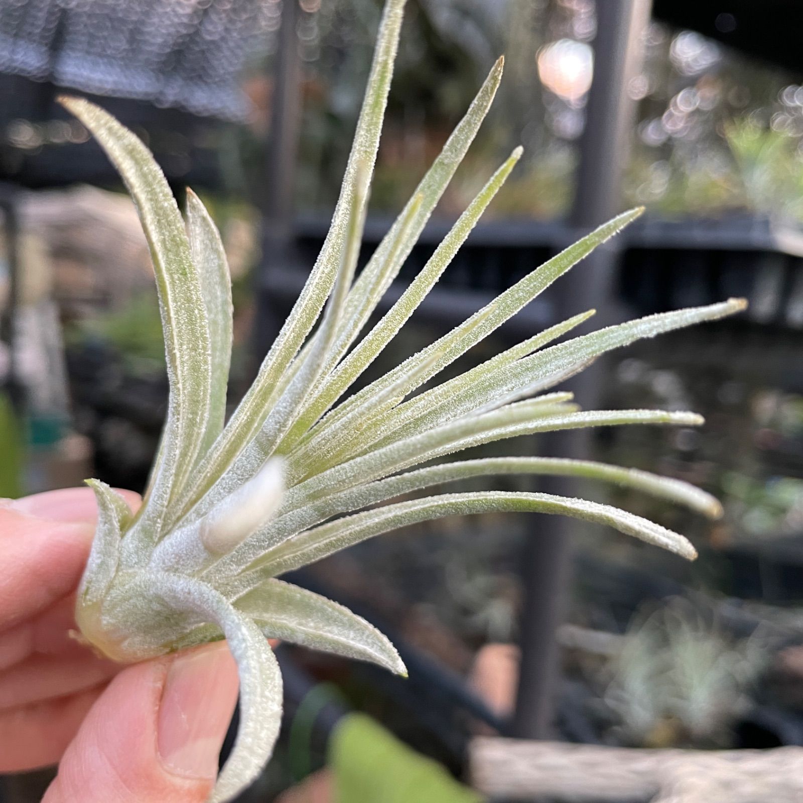 チランジア モーリアナ(モウリアナ) Tillandsia mauryana＊エア