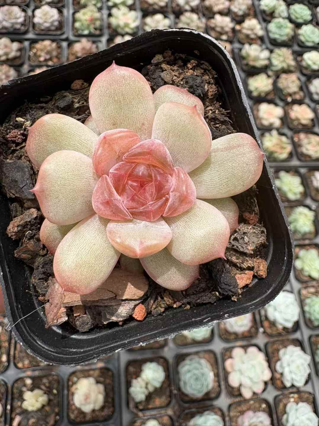 エ*肉様 Z917レッドライト50苗 抜き苗 多肉植物 エケベリア サボテン 韓 50株の抜き苗セット】レッドライト 多肉植物 佐川急便発送 エケベリア