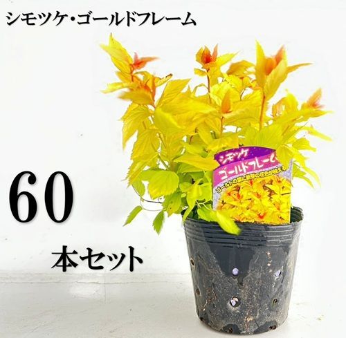 60本セット シモツケ ゴールドフレーム樹高0.15ｍ前後12cmポット
