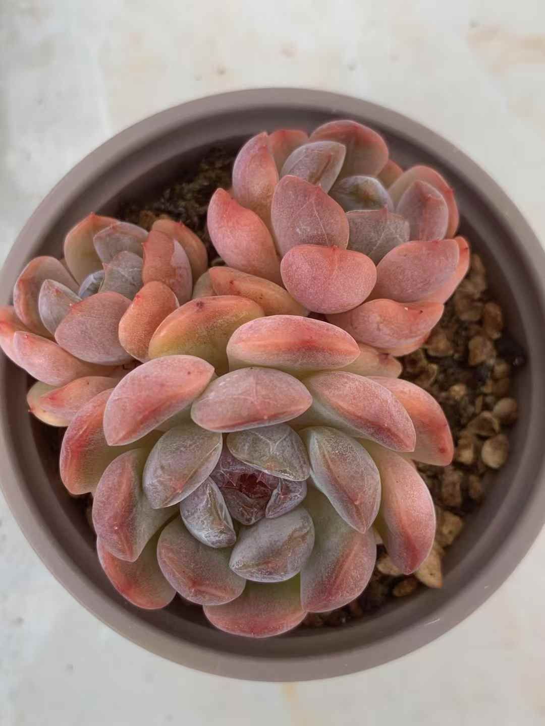 35株の抜き苗セット レッド恋人 多肉植物 佐川急便発送 エケベリア 韓国苗 LX46