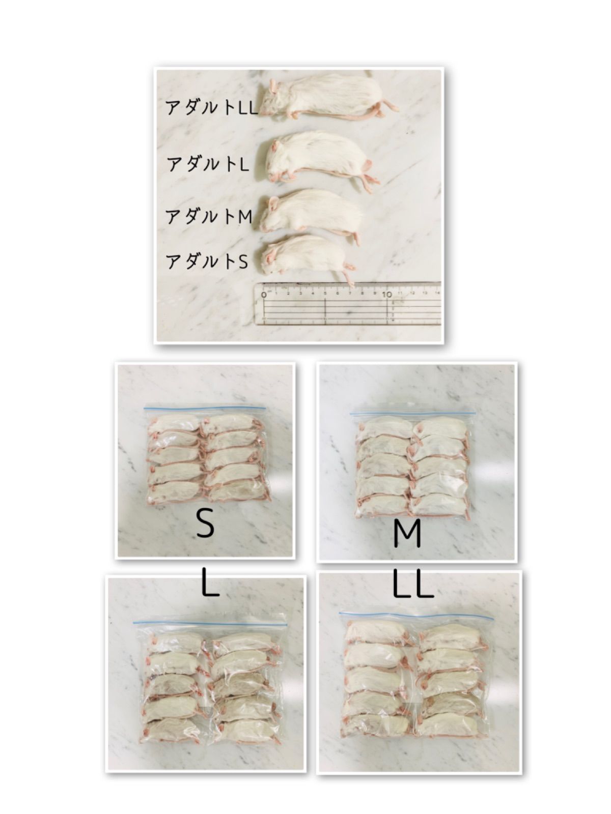 アダルトＬ…５袋