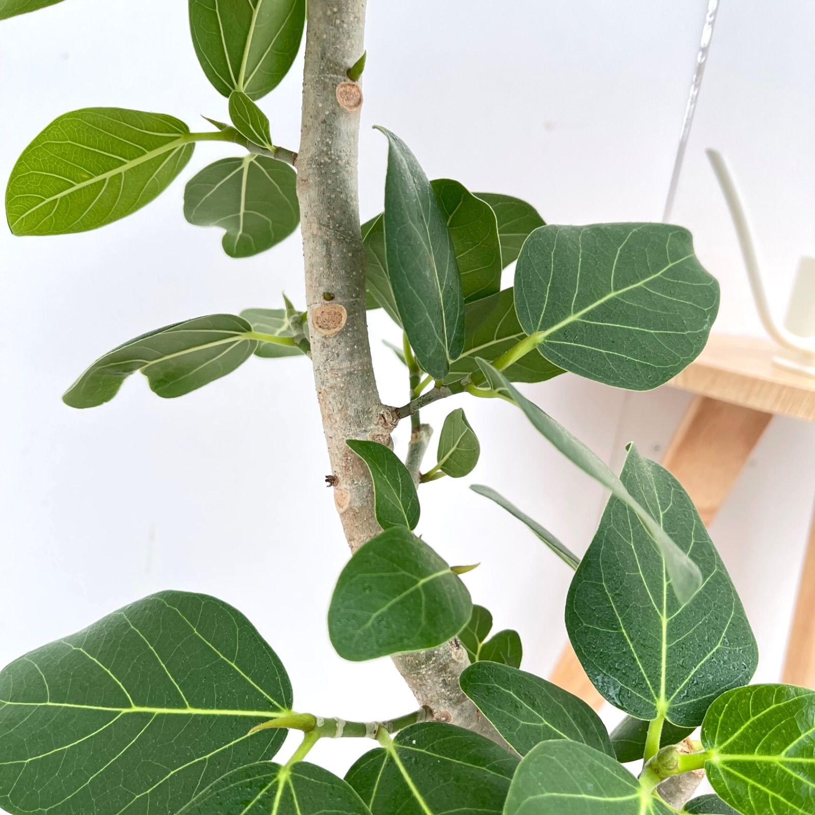 フィカス　ベンガレンシス　11番 フィカス ベンガレンシス 11番