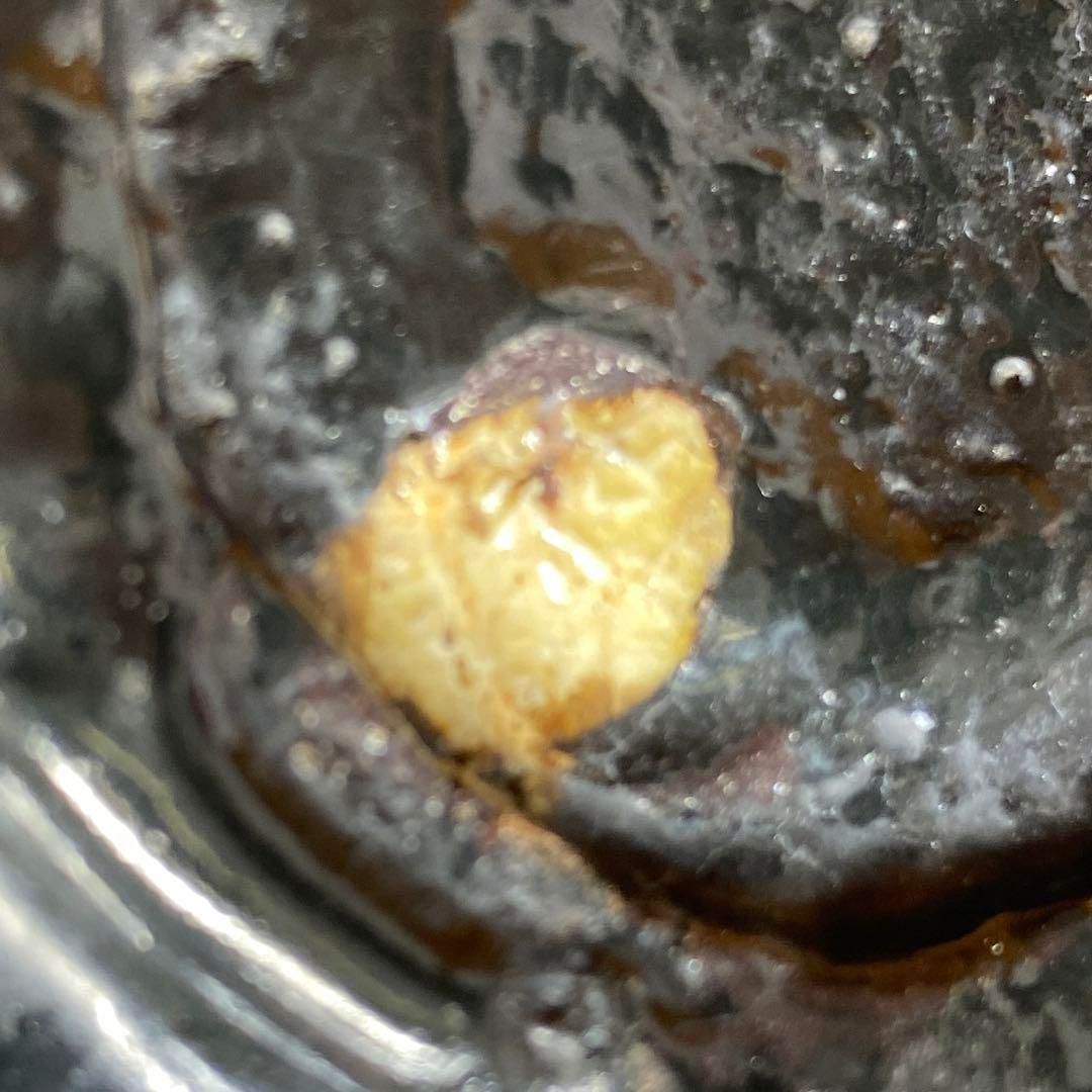 如拙庵 須田拝堂