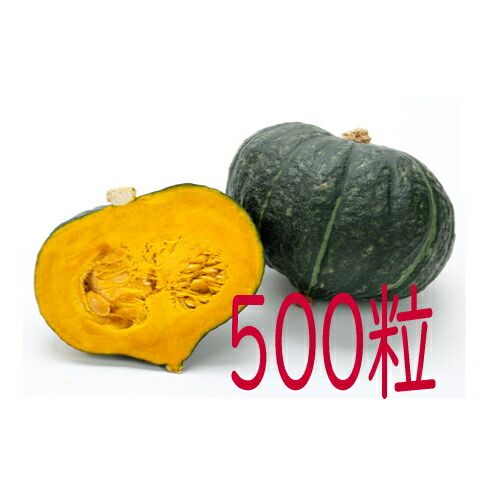 入荷次第出荷 カネコ種苗 九重栗南瓜 ５００粒