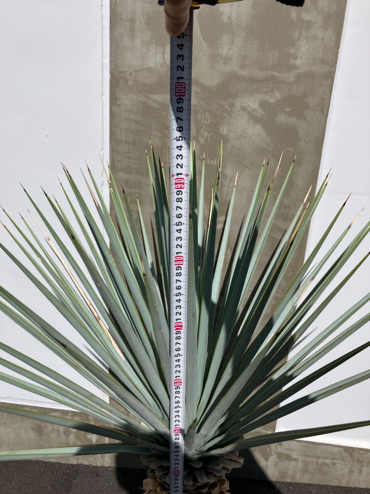 ユッカ　マルデヌベス　ver.リギダ ユッカ マルデヌベス var リギダ ハイブリット タグ付き 発根