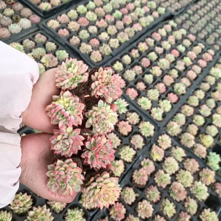 専用 多肉植物 ❁︎オルペット錦 抜き苗 オルペット錦 覆輪 多肉植物