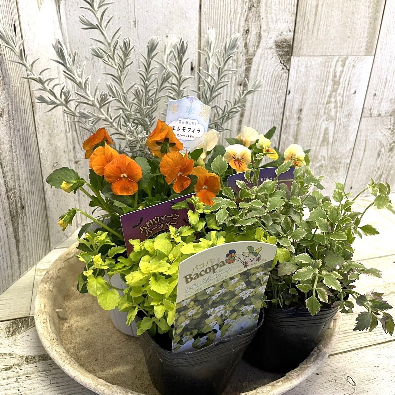 お花　寄せ植え　ビオラ 自分で植える】奥田園芸さんのブルービオラ花苗セット（福岡発送