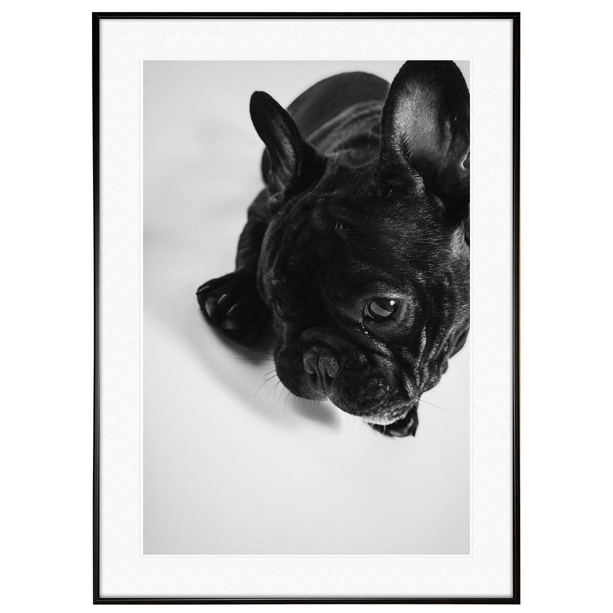 安い割引 動物写真 犬 フレンチブルドッグ インテリア モノクロアートポスター額装 AS1820 17028円 美術品