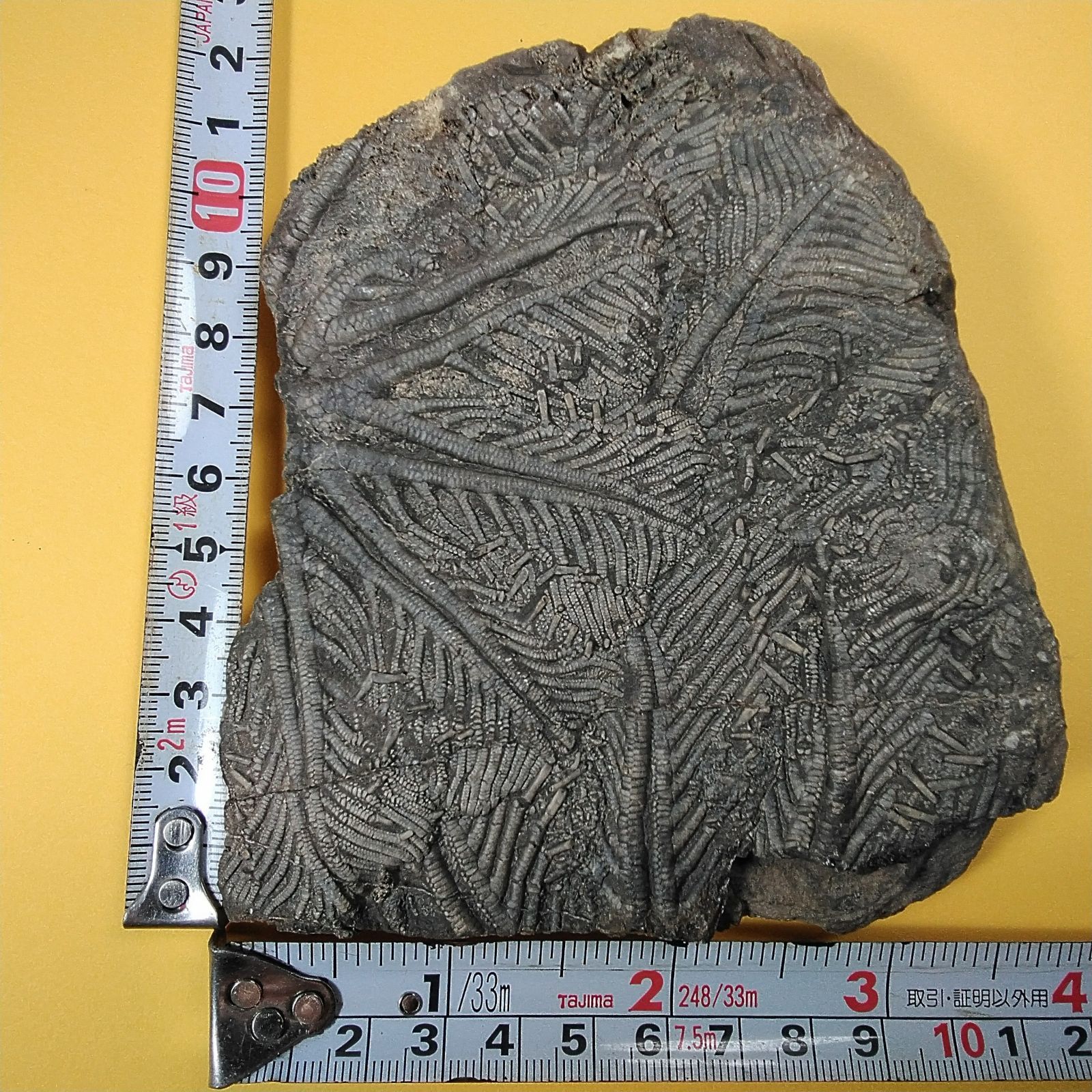 モロッコ産ウミユリ化石】 浮き付き！ウミユリの化石【Ascocystites