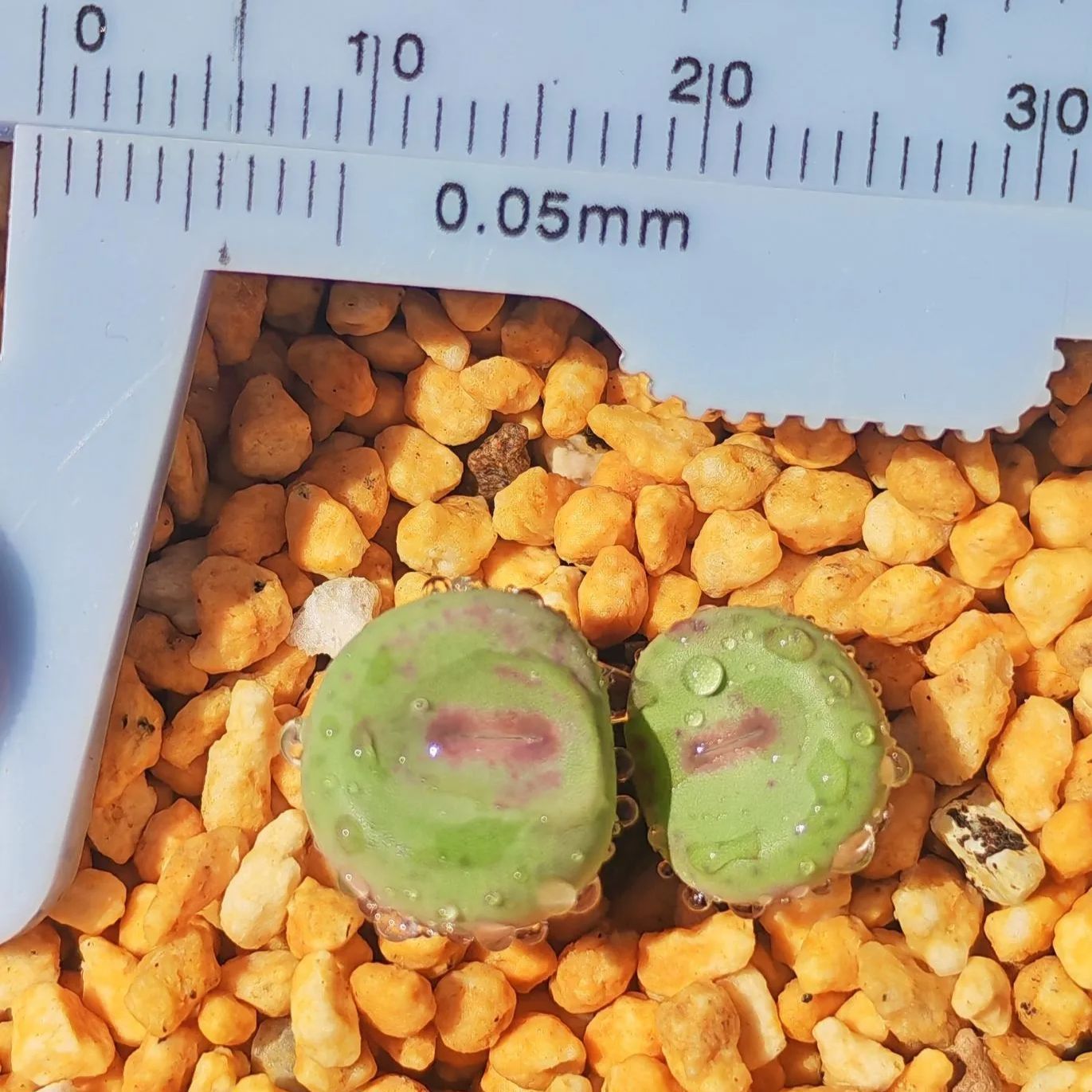 コノフィツム パゲアエ no427 2頭群生 1.8 cm pageae 多肉植物 メセン