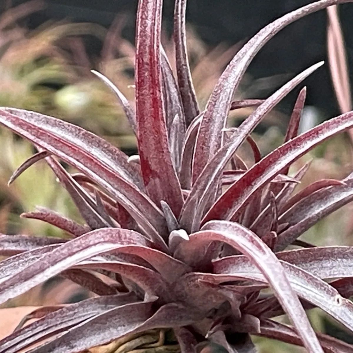 チランジア カピタータ ドミンゲンシス Tillandsia capitata var