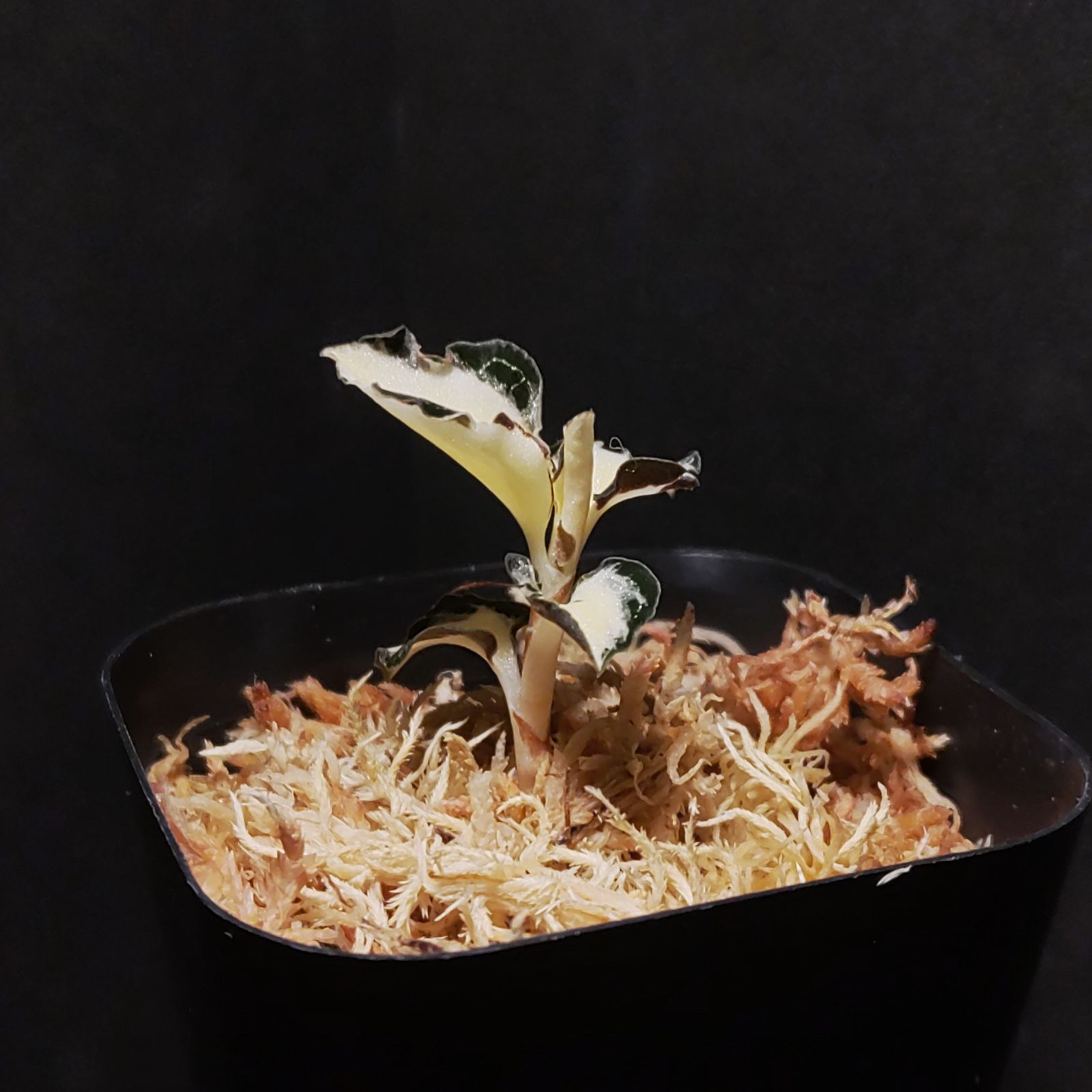 斑入り アネクトキルス