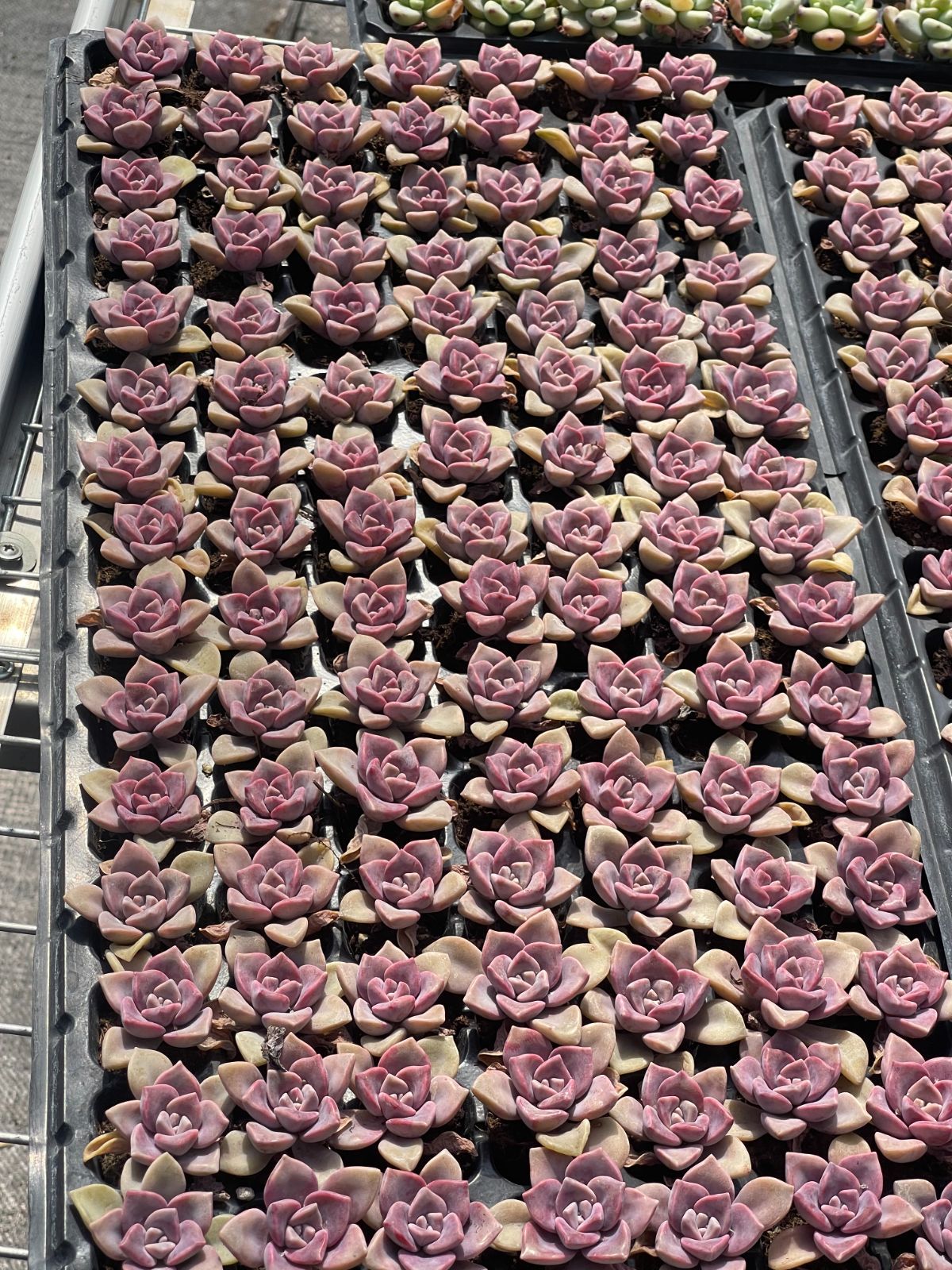 105株 S139-4 多肉植物 エケベリア 紫楽 超美苗 サボテン 観葉植物 花 