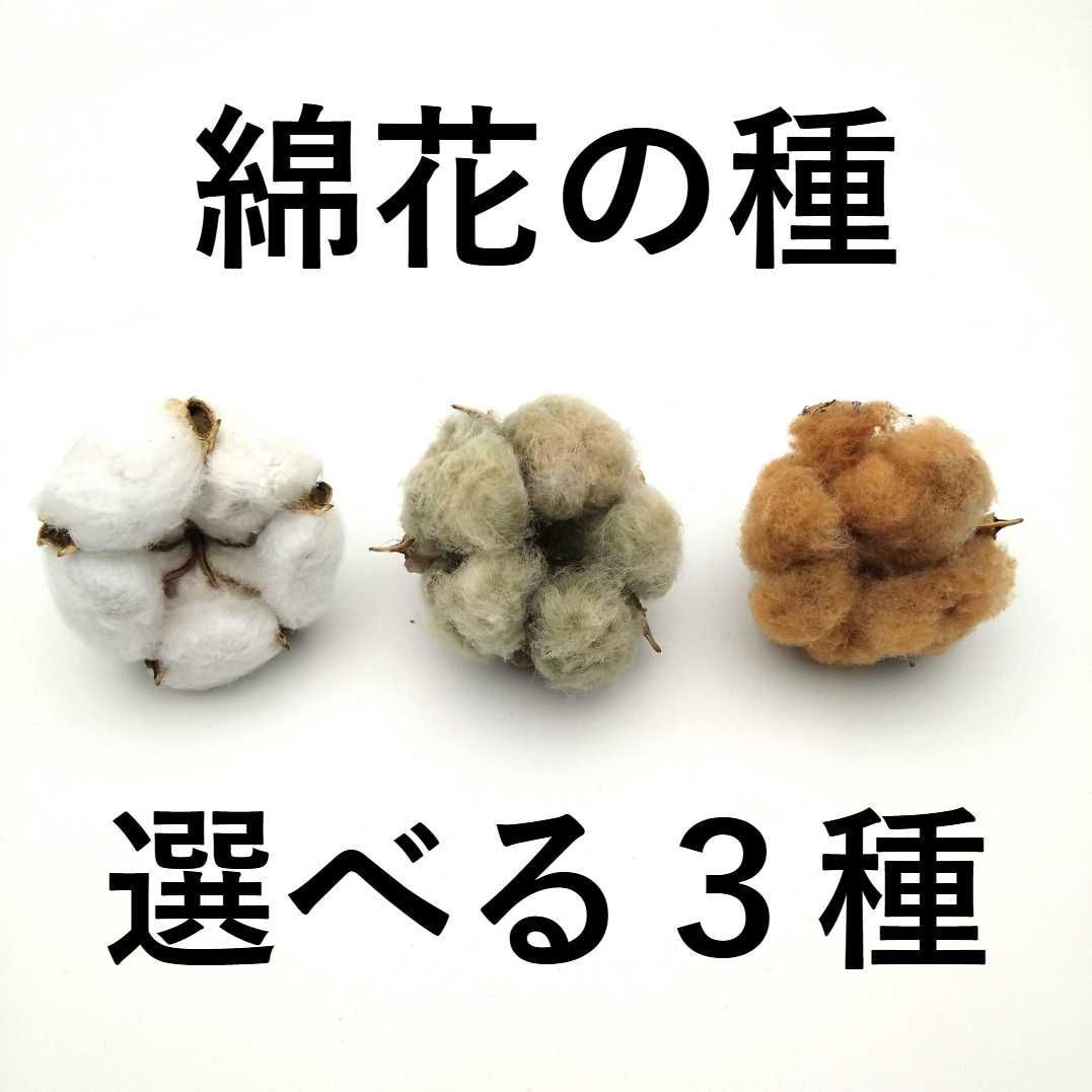 無農薬栽培　綿花　種　セット　複数購入で増量中!