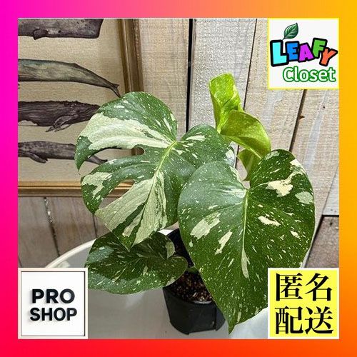 モンステラ・レガシー / Monstera 'Legacy'③ モンステラ・レガシー