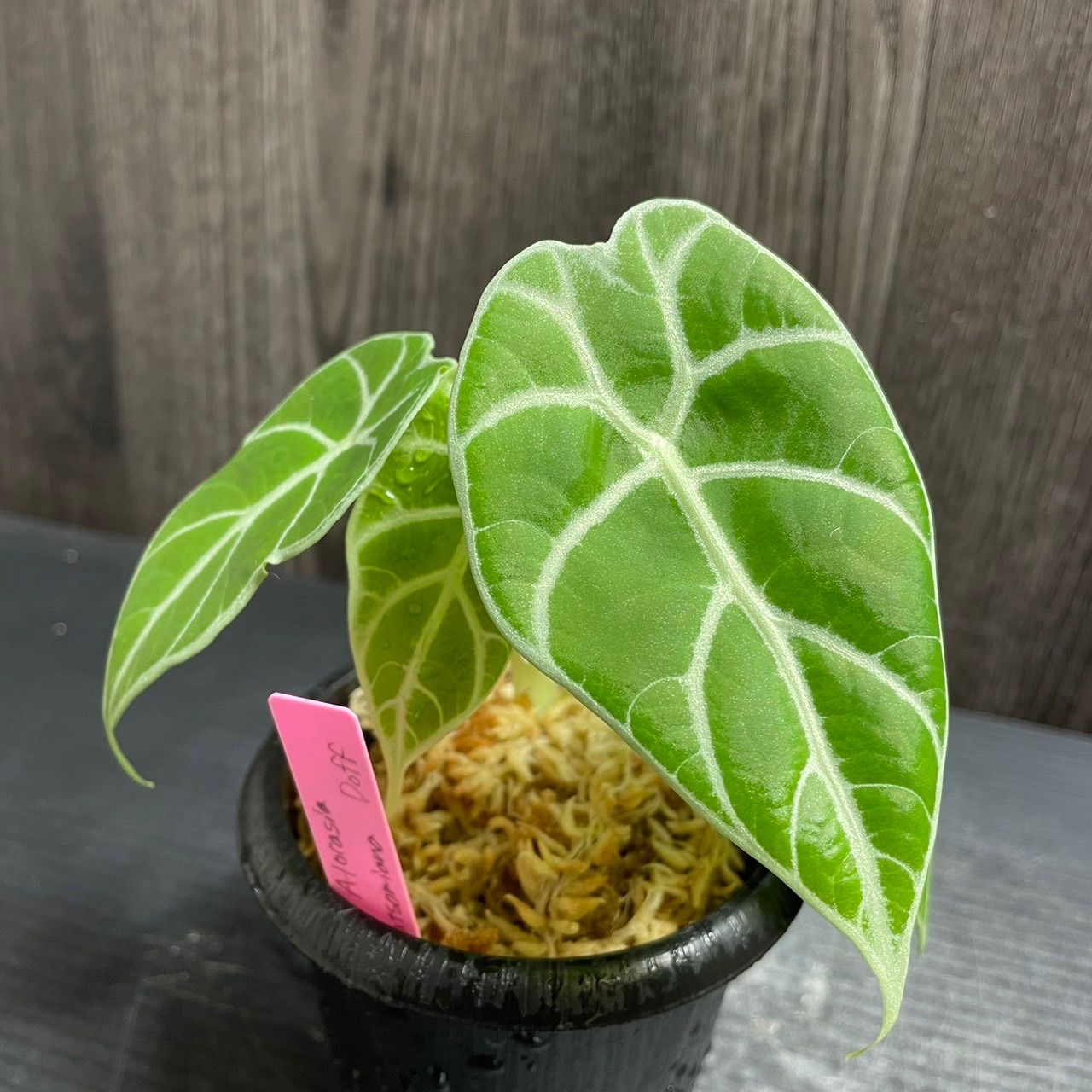 アロエ　ハイブリッド　Aloe hybrid 第四種　orc-14 アロエ ハイブリッド Aloe hybrid 第四種 orc-14 アロエベラ 子株