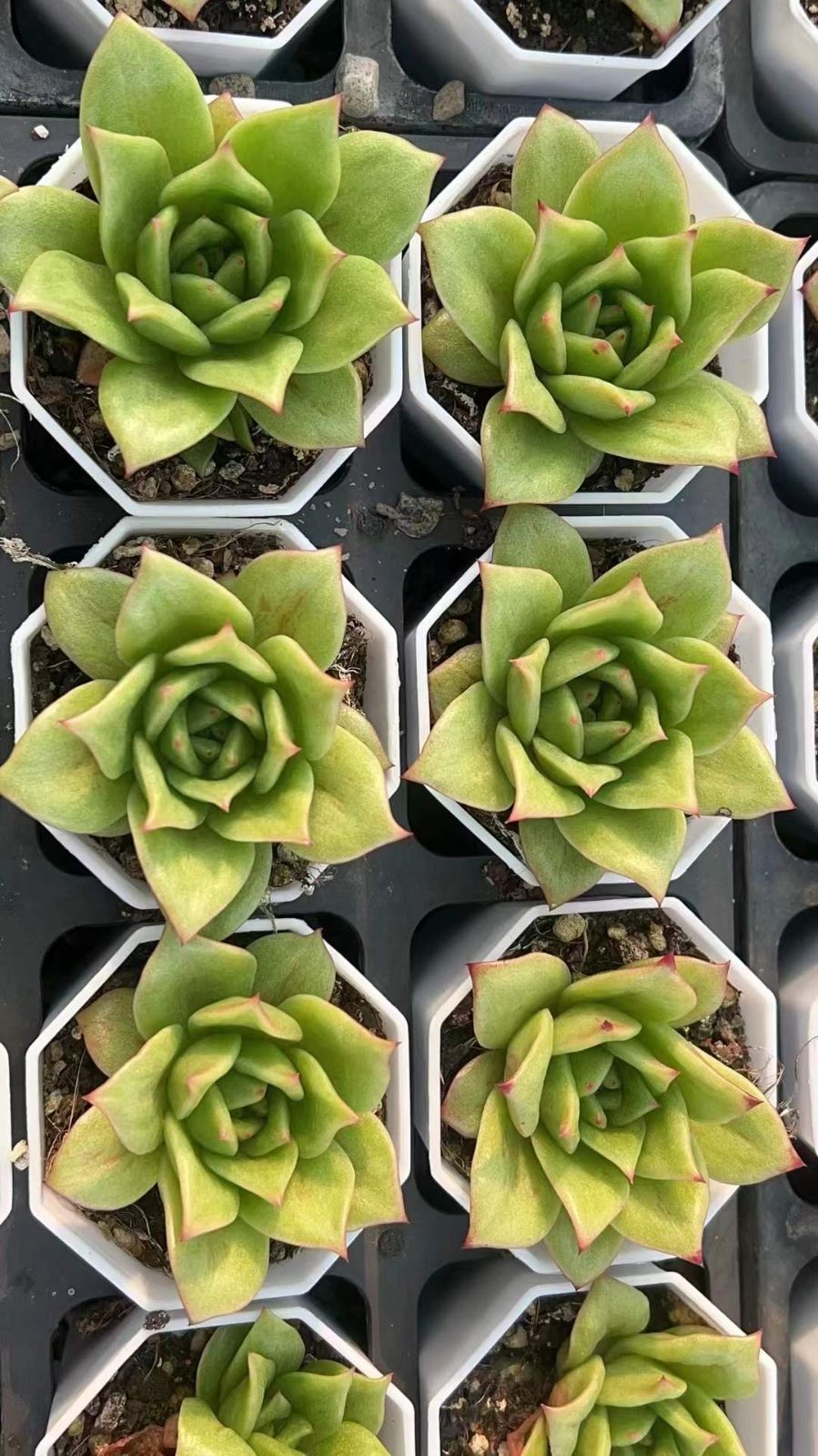 LL2451×60 バラ 抜き苗 多肉植物 アエオニウム エケベリア 韓国苗