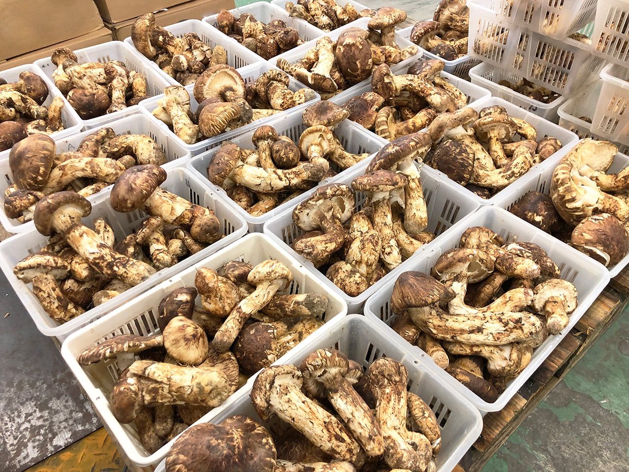 生松茸 訳あり 約1kg<開き方・大きさおまかせ>空輸 中国雲南産 生松茸 訳あり 約1kg<開き方・大きさおまかせ>空輸 中国雲南産