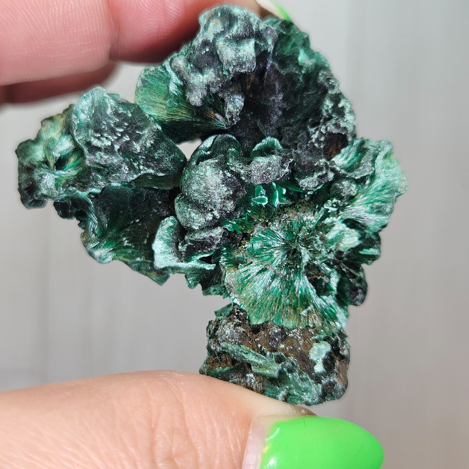 ピオフィ ギルバート セット6 ピオフィ ギルバート セット6