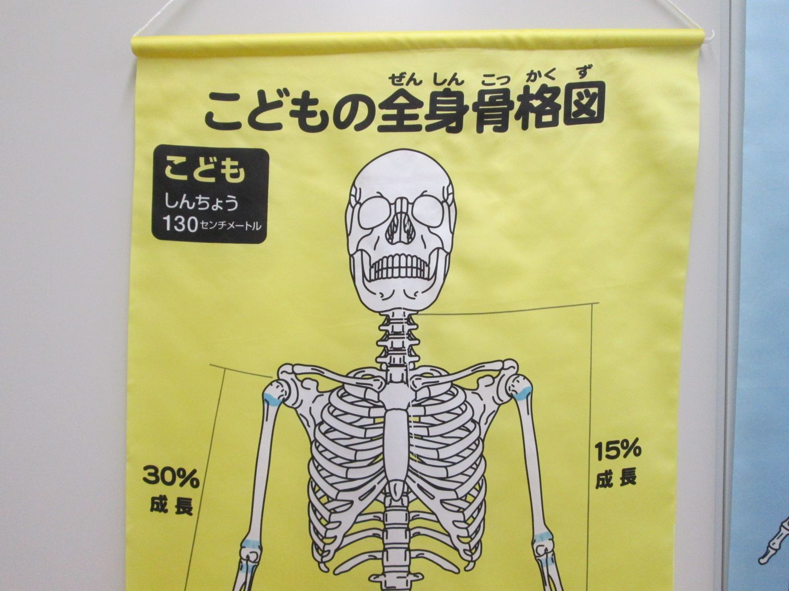 全身骨格図（おとな・こども）【現地引取のみ、配送不可】