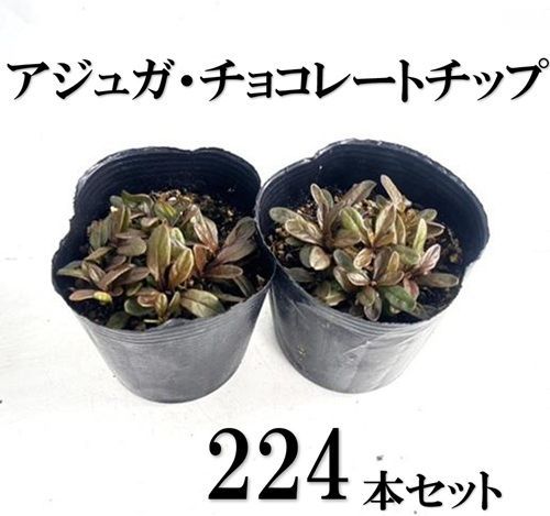 224本セット アジュガ チョコレートチップ|9.0cmポット