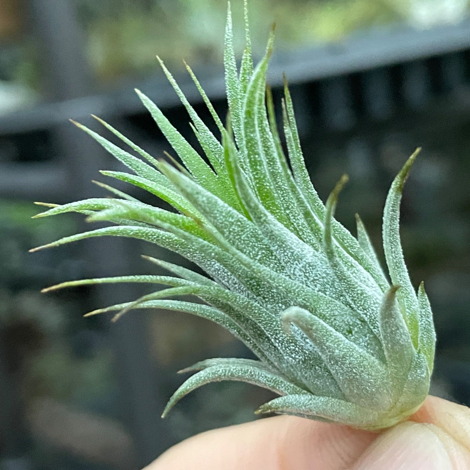 チランジア イオナンタ ピーナッツ Tillandsia ionantha Peanut＊エア