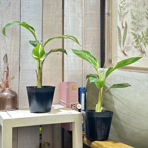 観葉植物 葉傷みあり ムサノノ(ピンク斑入りバナナ) 3.5号ポット