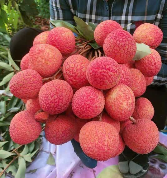 新鮮ベトナム産ライチlychee5kgクール便発送 （食材詳細 | 業務