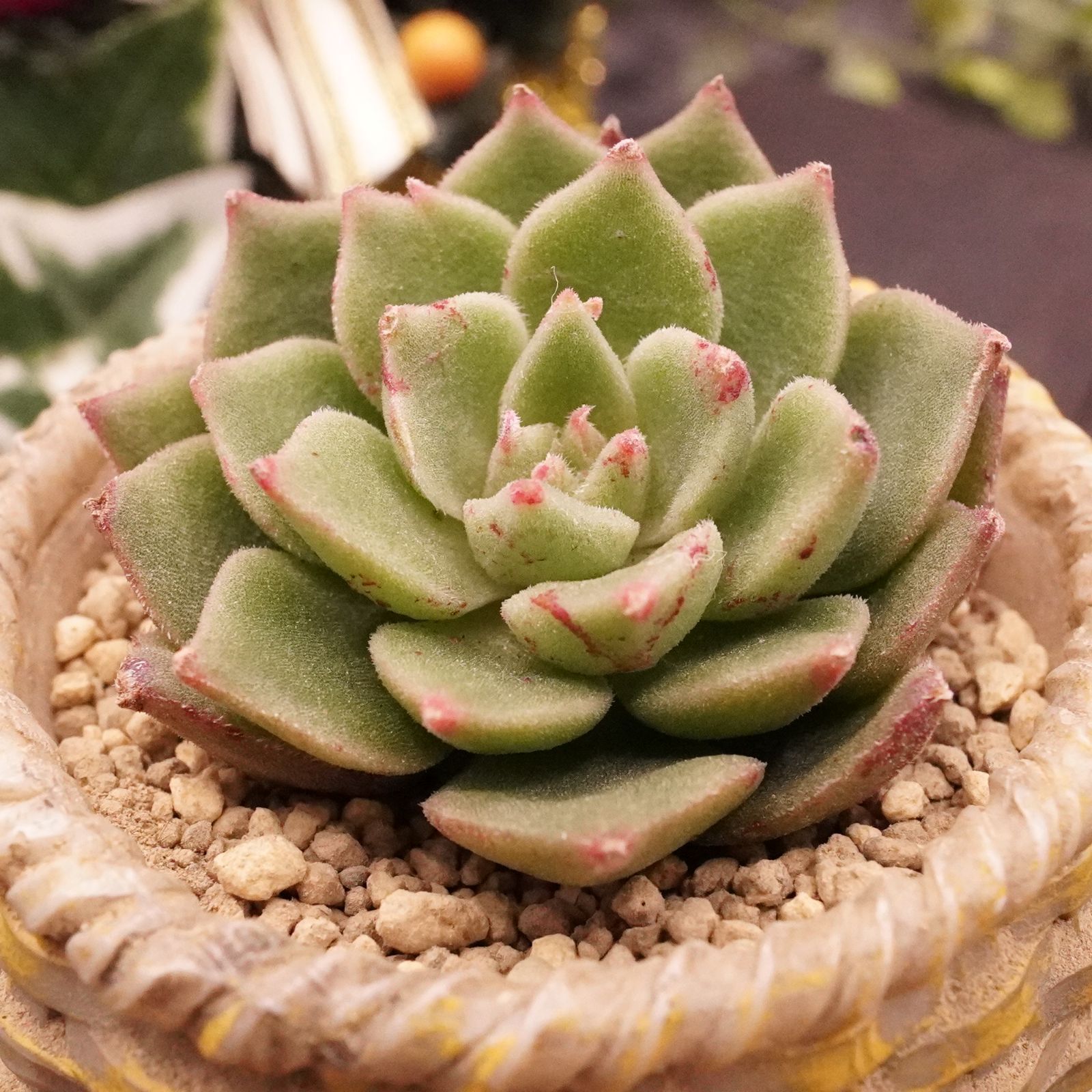 多肉植物 キャンディグレープ錦♡抜き苗 多肉植物 キャンディグレープ錦(ガンゾウ錦)抜き苗（多肉