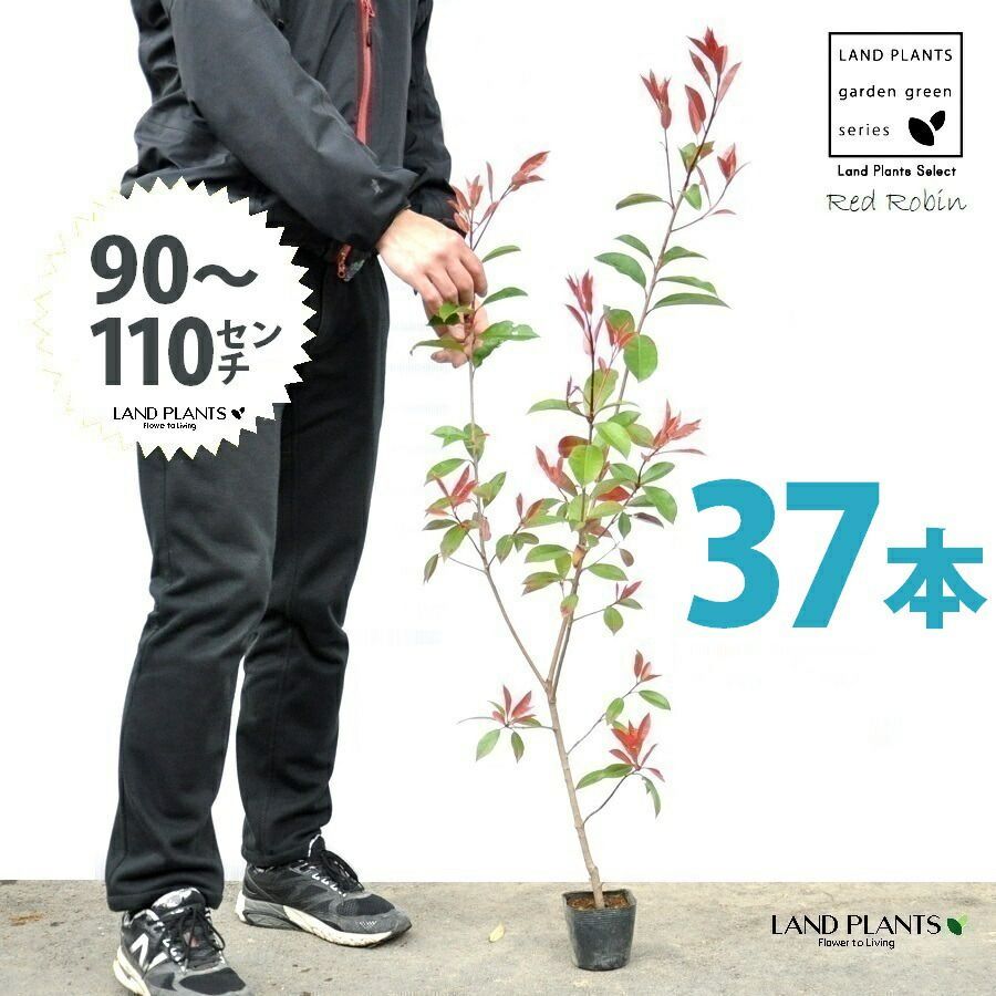 レッドロビン 3.5号 苗木 37本 高さ90～110cm 苗 苗木 苗ポット セイヨウカナメ カナメモチ 生垣
