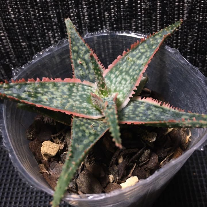 アロエ ハイブリッド ドニー 2.5寸サイズ Aloe hyb. donnie-0
