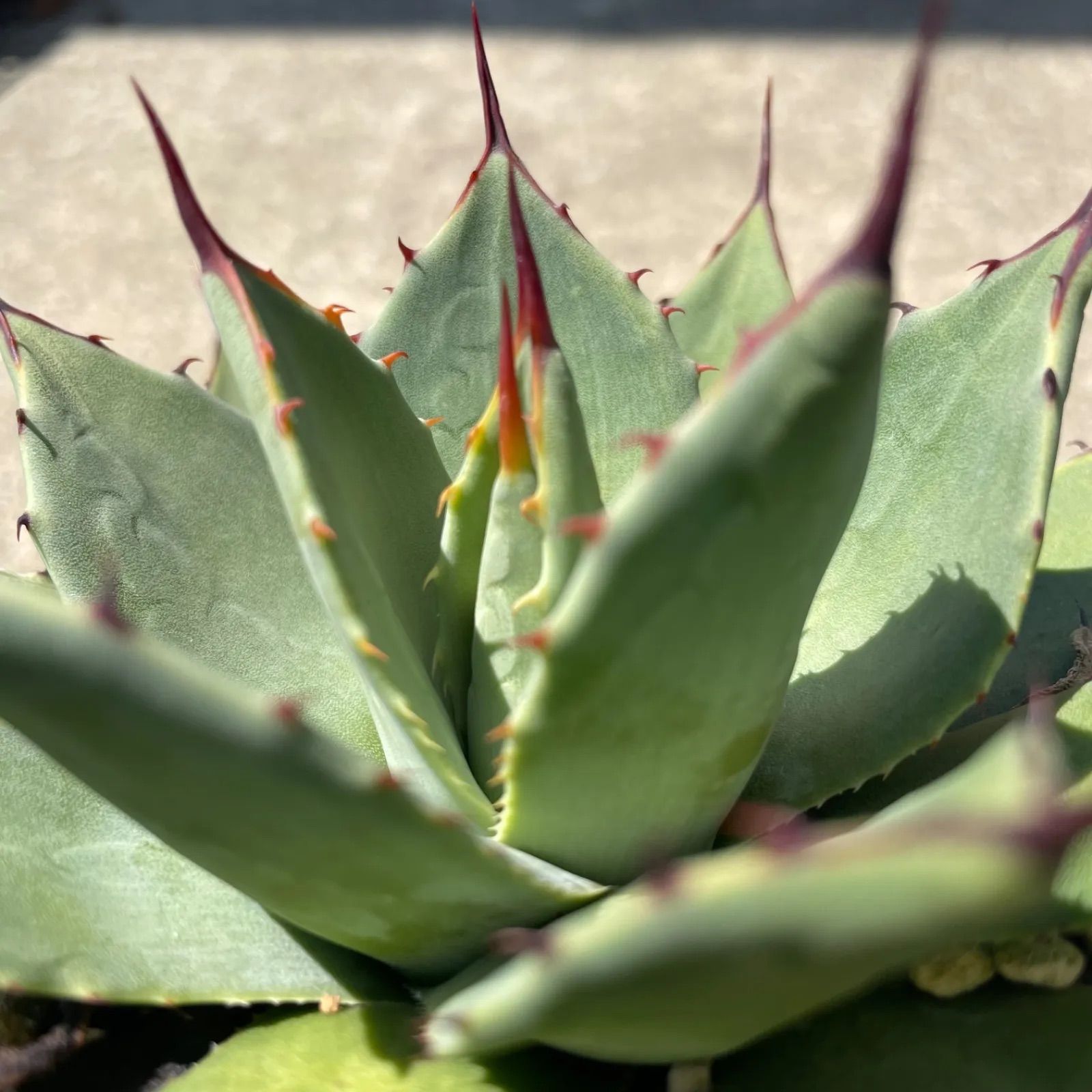 DP41 アガベ・パリー ホーチエンシス吉祥天 実生 Agave parryi