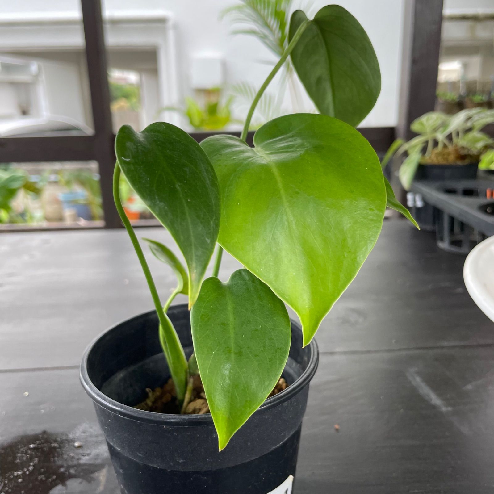 モンステラ　デリシオーサ　コンパクタ　Monstera deliciosa Compacta