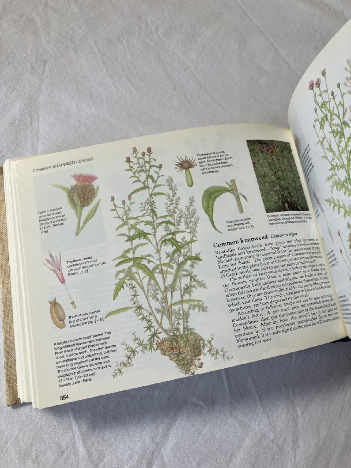 1919年 希少　イギリスの野生植物図鑑 BWF5 アンティーク イギリスの野生植物図鑑 Wild Flowers of Britain - メルカリ