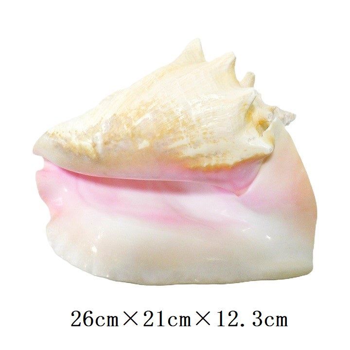 希少　コンク貝　ピンク貝　オブジェ　インテリア❤️ ピンク貝 コンク貝 貝殻 貝殻オブジェ 貝殻置物 希少 標本