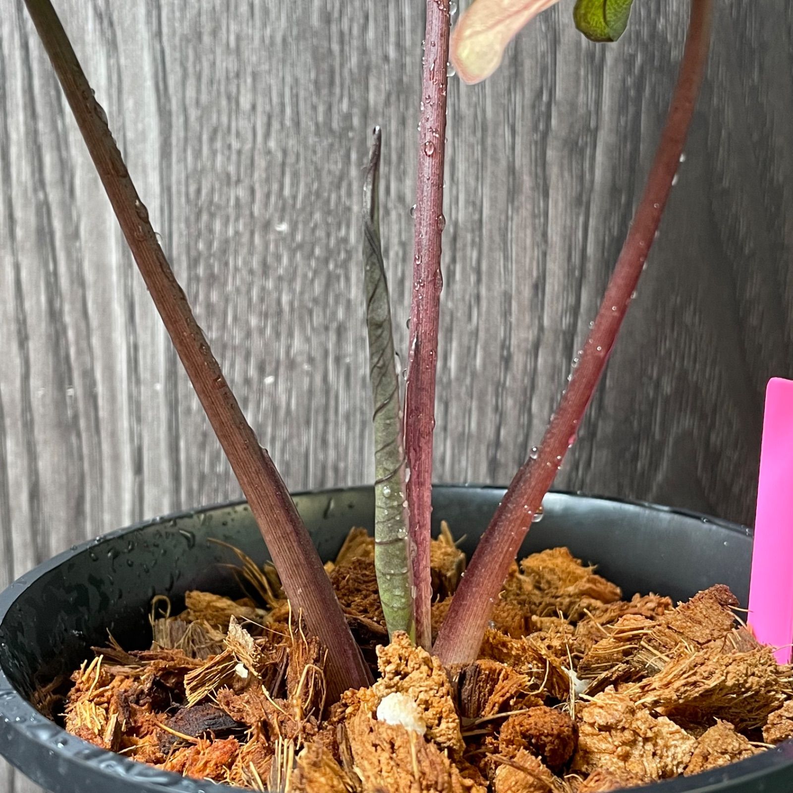 Alocasia serendipity pink variegated アロカシア セレンディピティ ピンク 斑入り - メルカリ