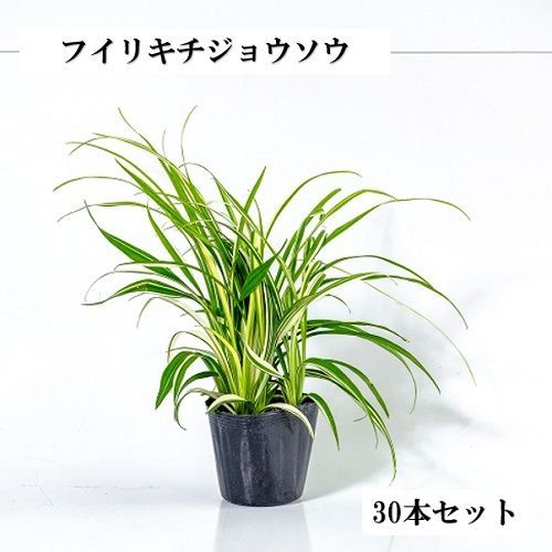 30本セット フイリキチジョウソウ|10.5cmポット