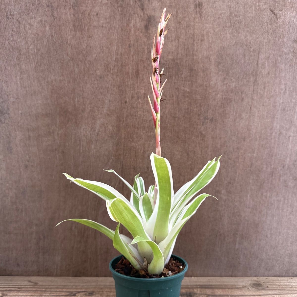 Bromeliaceae パイナップル科 適応放散 植物学 珍奇植物 専門書 Bromeliaceae パイナップル科 適応放散 植物学 珍奇植物 専門書