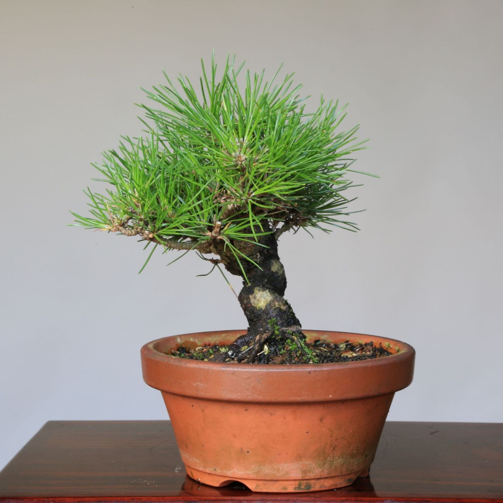 松の盆栽 鉢ごと発送 | www.tspea.org